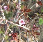 prunier-cerise.jpg
