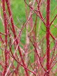 ... je vois rouge!...