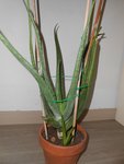 DSCN5648.JPG