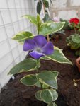 Vinca major variegata (pervenche)