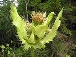 Cirsium_oleraceum.jpg
