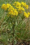 « Senecio Jacobaea » par Christian Fischer.