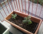 Tomates cerises (jaune-poire et rouge-noire ou l'inverse :D)