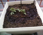 tu disais, tomate ? ...