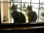 chats fenêtre.jpg
