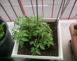 tomates (bac carré)