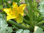 Courge, êtes....jpg