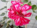 DSCN6505.JPG