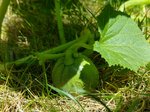 20150803_132706.jpg