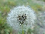 Pis sans lui....jpg (209.24 KiB) Viewed 13744 times Pis sans lui...