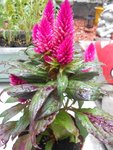 DSCN6829.JPG