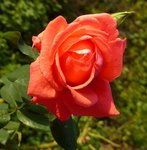 PetiteFleur-.jpg