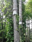 arbre1.jpg