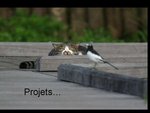projets.jpg