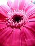 Gerbera.jpg