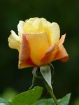 Rose jaune hisse!.jpg