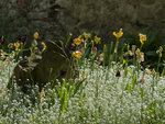 Lapin en fleurs