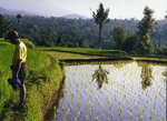 rice paddy.jpg