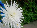 100_0595a.jpg