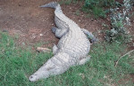 méfiez-vous du crocodile qui &quot;dort&quot;!!brrrr!!