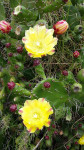 fleurs de cactus