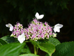 Petites fleurs d'hortensia.jpg