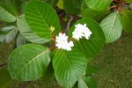 Kahaia (Guettarda speciosa).jpg