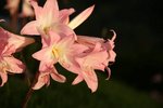 DSC05033.jpg