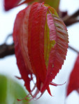 La feuille d'automne.jpg