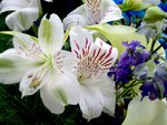 100_0587a.jpg