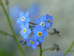 Bleu ciel étoilé.jpg