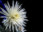 100_0595b.jpg