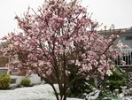 100_0831a.jpg