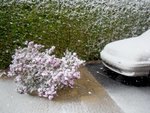 Rhodo dans neige
