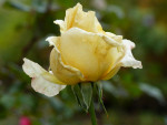 Une rose qui ne l'est pas!.jpg