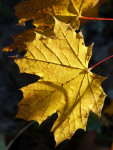 Feuille d'or.jpg
