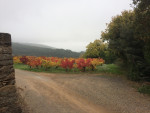 Vigne parée de ses couleurs d'automne