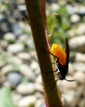 Mouche à scie.jpg