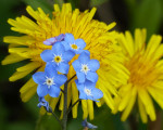 Plein soleil sur un arbre très fleur bleue.jpg