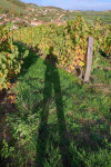 IMG_ombre et vigne.jpg