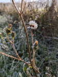 Sculpture sur givre.