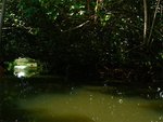 ’ānāvai Nu’urua, à Moorea<br />La seule rivière navigable en Polynésie (sauf Hawaii)