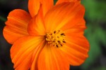 Cosmos sulphureus