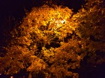 éclairage d'automne, dans feuillage d'automne