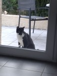 C'est quoi, chat ?