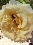 Quand ce n'est pas une abeille, c'est un...