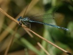 Demoiselle