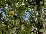 petite pomme.jpg