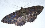 Papillon de nuit<br />Saturnidae