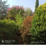 Mon kolkwitzia a un sacré coup de soleil